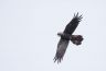 Juvenile Red-tail starting to develop male tail feathers. Photo Credit: Chris Farrell